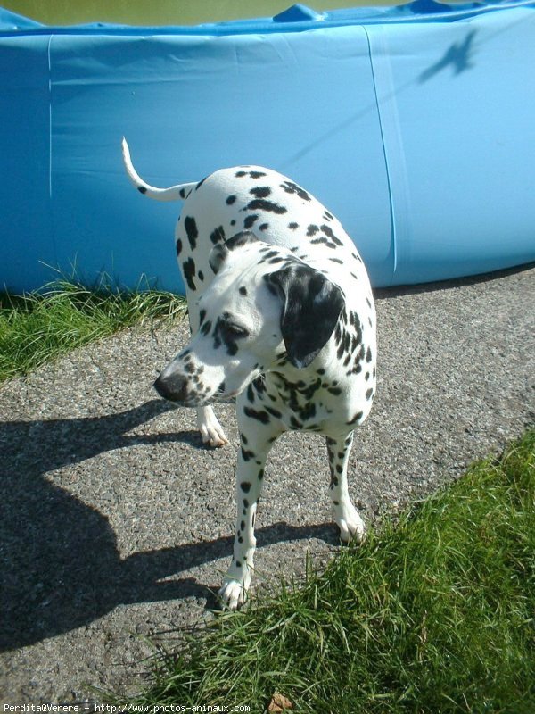 Photo de Dalmatien