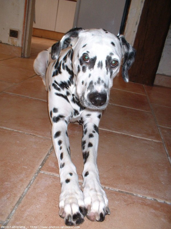 Photo de Dalmatien