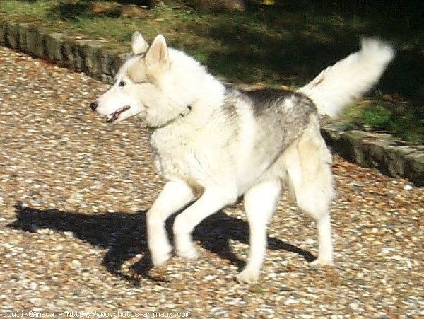 Photo de Husky siberien