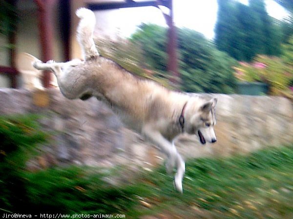 Photo de Husky siberien