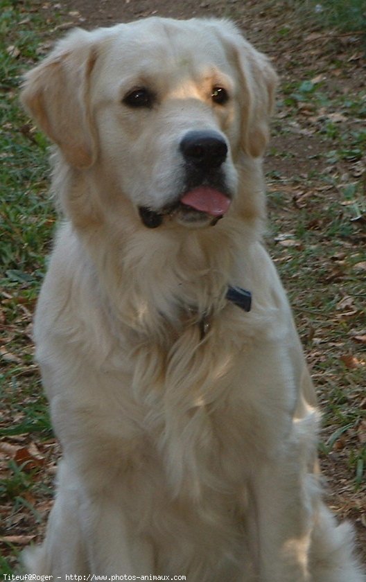 Photo de Golden retriever