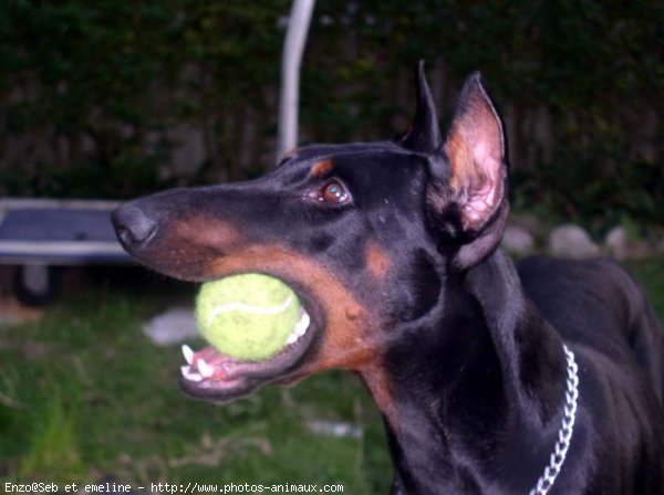 Photo de Dobermann