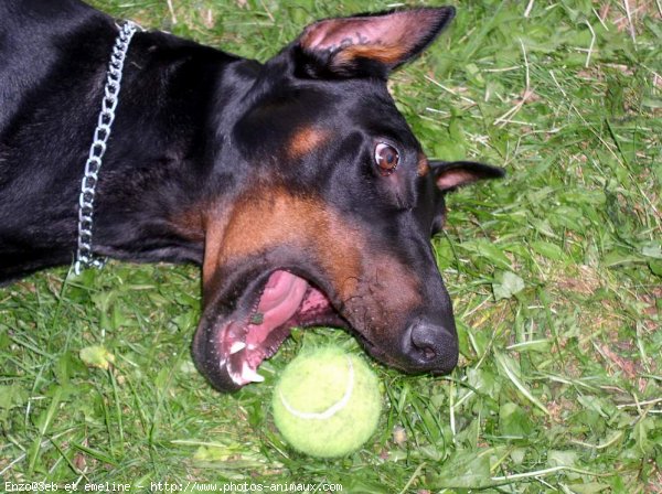 Photo de Dobermann