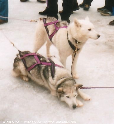 Photo de Husky siberien