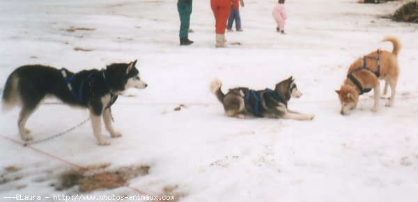 Photo de Husky siberien