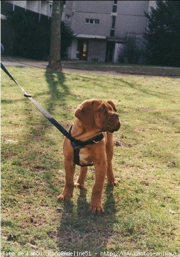 Photo de Dogue de bordeaux