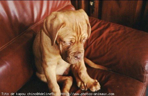 Photo de Dogue de bordeaux