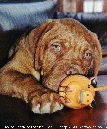 Photo de Dogue de bordeaux