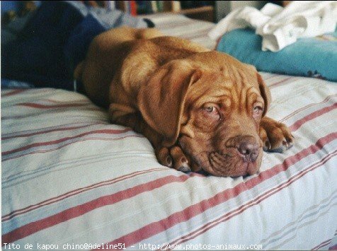 Photo de Dogue de bordeaux