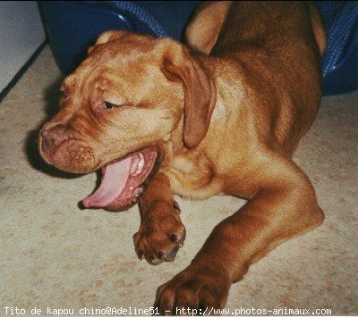 Photo de Dogue de bordeaux