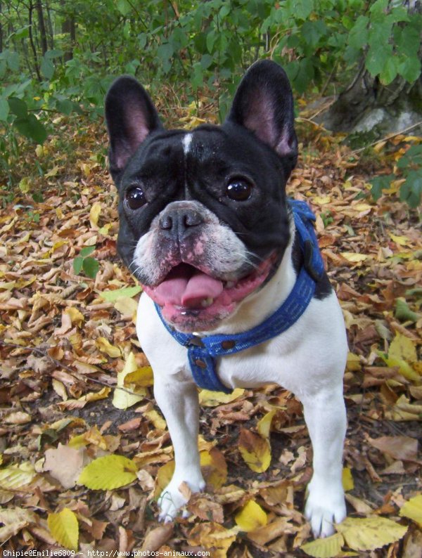 Photo de Bouledogue franais