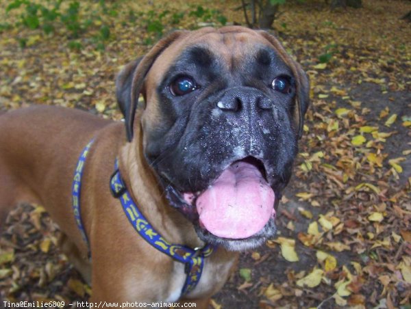 Photo de Boxer