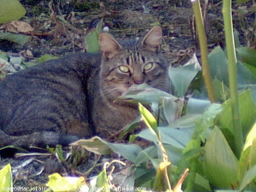 Photo de Chat domestique