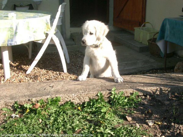 Photo de Golden retriever