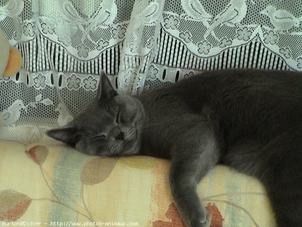 Photo de Chartreux