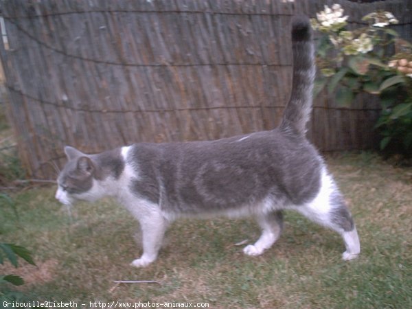 Photo de Chat domestique