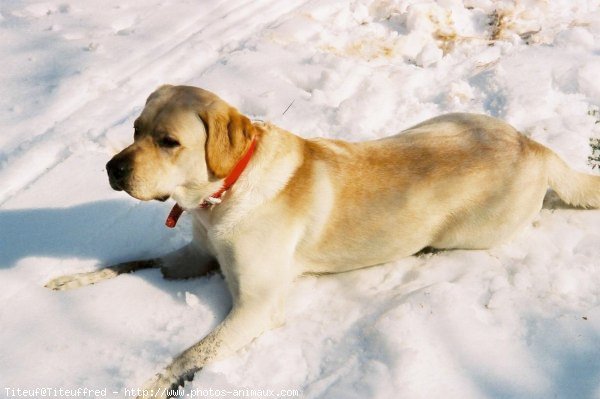 Photo de Labrador retriever