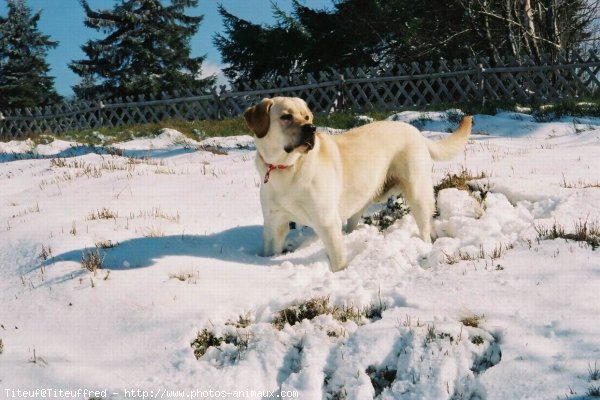 Photo de Labrador retriever