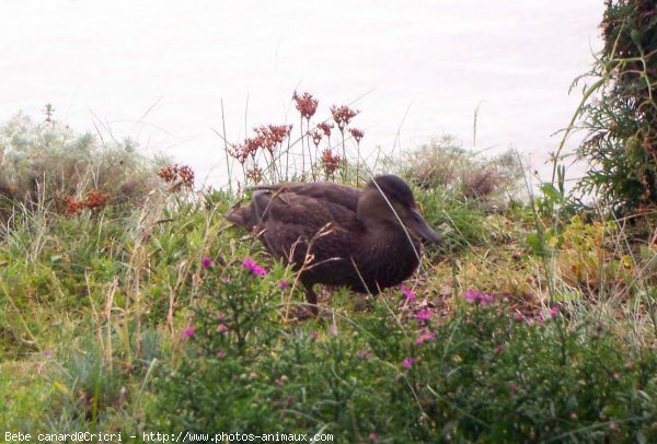 Photo de Canard