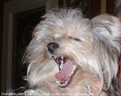 Photo de Yorkshire terrier