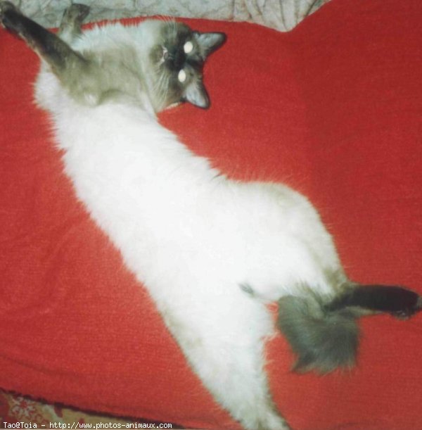 Photo de Sacr de birmanie