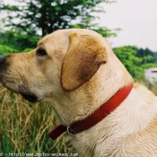 Photo de Labrador retriever