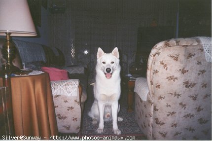 Photo de Husky siberien