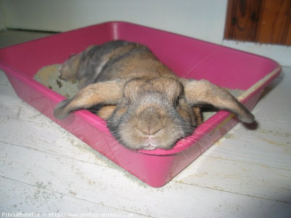 Photo de Lapin