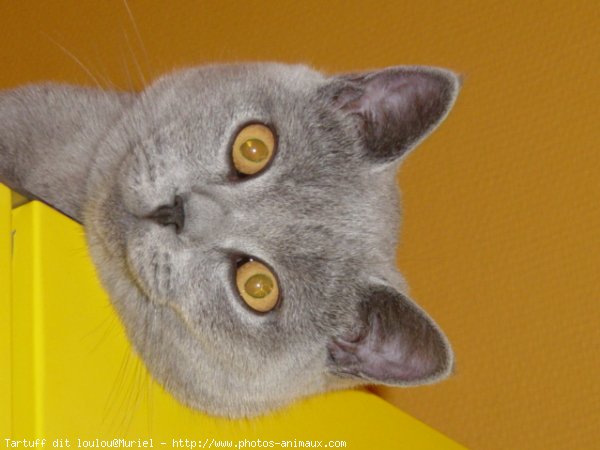 Photo de British shorthair