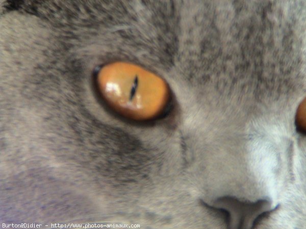 Photo de Chartreux