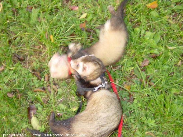 Photo de Furet