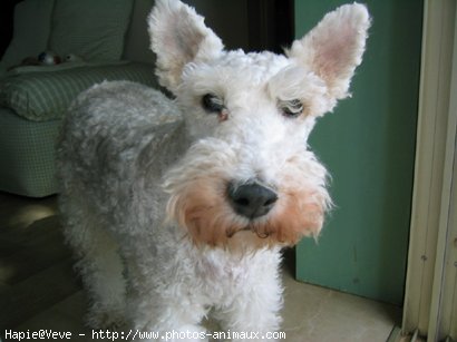 Photo de Fox terrier  poil dur