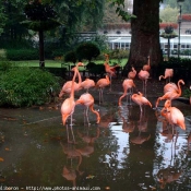 Photo de Flamand rose