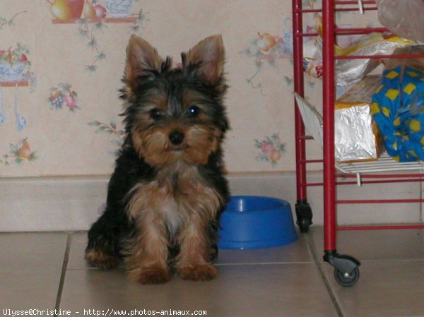 Photo de Yorkshire terrier