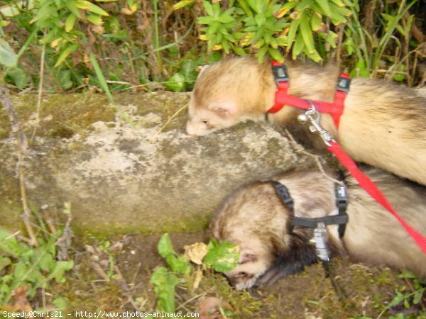 Photo de Furet