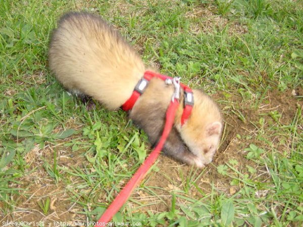 Photo de Furet