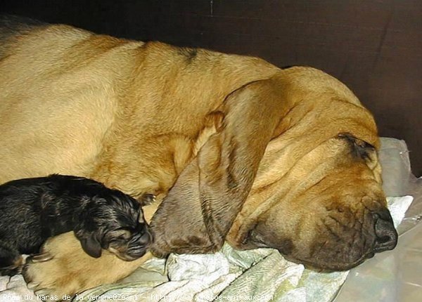 Photo de Chien de saint-hubert