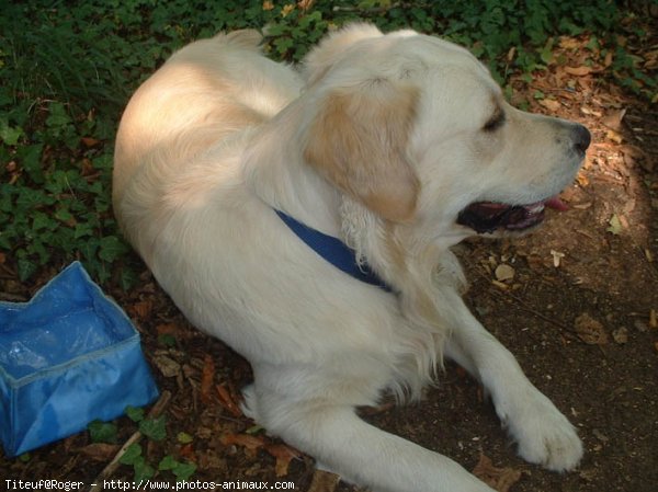 Photo de Golden retriever