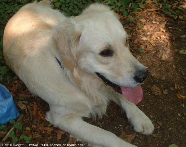 Photo de Golden retriever