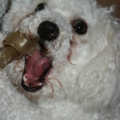 Photo de Bichon  poil fris