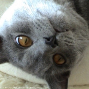 Photo de Chartreux