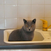 Photo de British shorthair