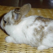 Photo de Lapin