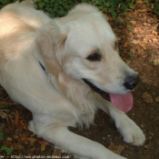 Photo de Golden retriever