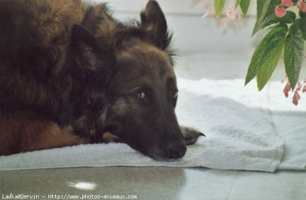 Photo de Berger belge tervueren