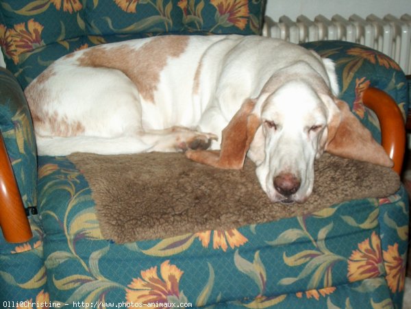 Photo de Basset hound