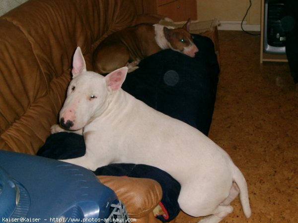 Photo de Bull terrier miniature