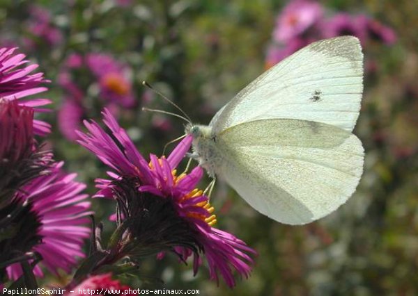 Photo de Papillon