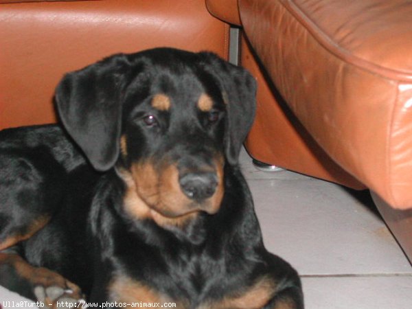 Photo de Rottweiler