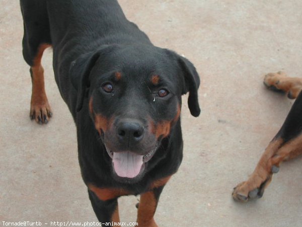 Photo de Rottweiler